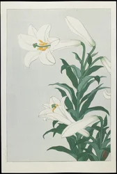 Lys blanc, années 1930